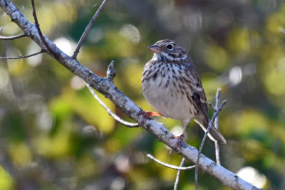 Vesper Sparrow