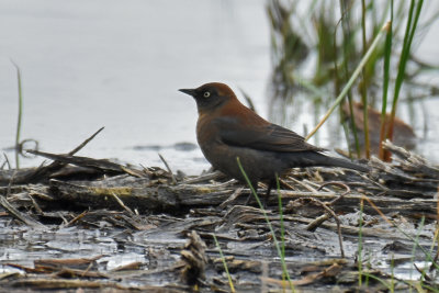 Rusty Blackbird