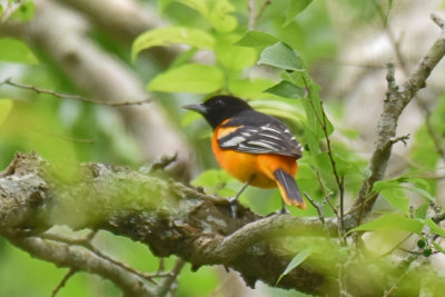 Baltimore Oriole, Male