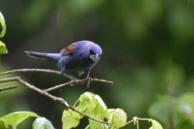Blue Grosbeak, Male