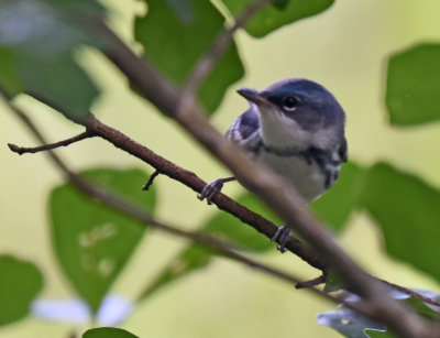 Cerulean Warbler, Male