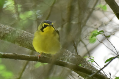 Kentucky Warbler, Female