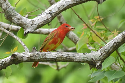 Summer Tanager, 1st Spring Male