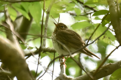 Swainson's Thrush