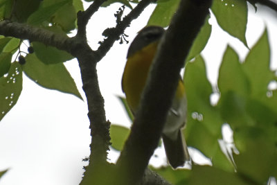 Yellow-breasted Chat