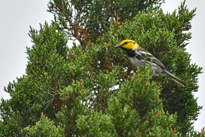 Golden-cheeked Warbler, Male