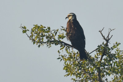 Snail Kite, Juvenile