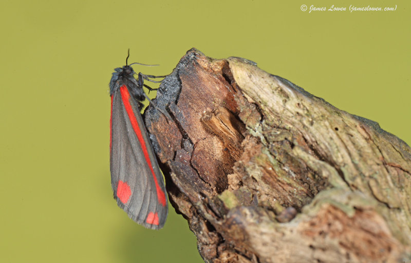 Cinnabar