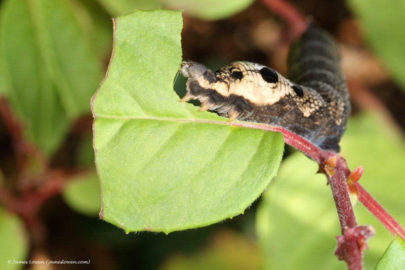 Elephant Hawk-moth, caterpillar