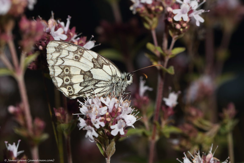 UK butterflies