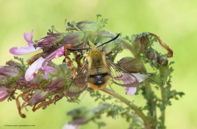 Narrow-bordered Bee Hawk-moth