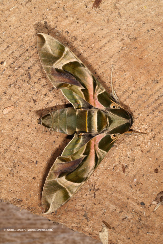 Oleander Hawk-moth