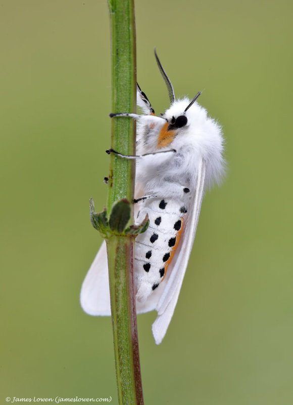 Water Ermine