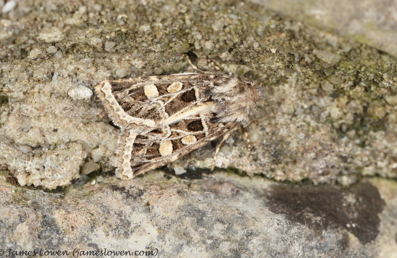 Macromoths A-B
