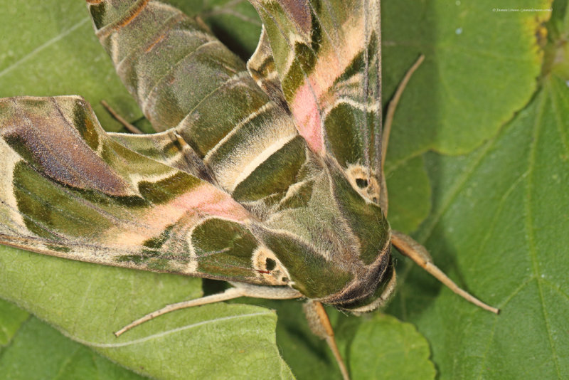 Oleander Hawk-moth