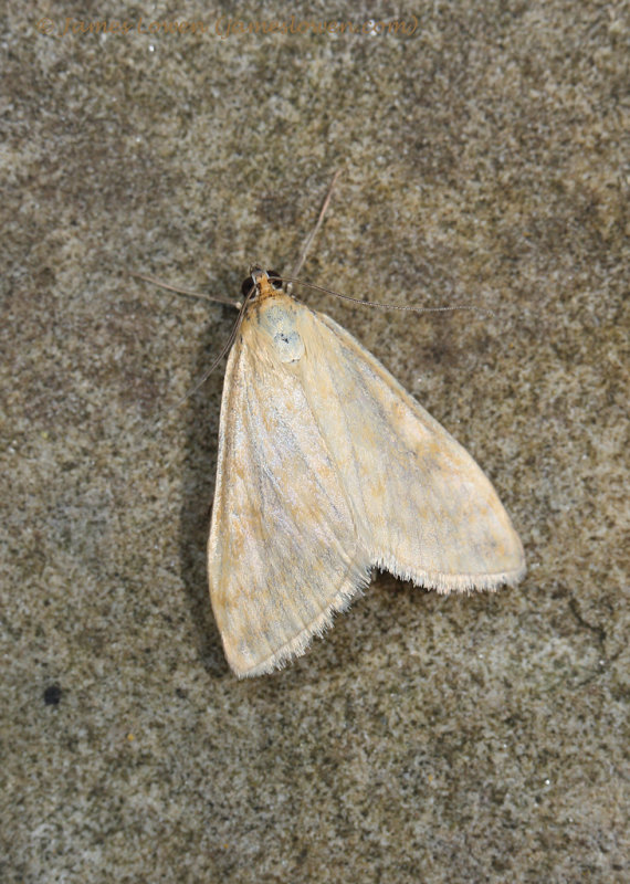 Sitochroa verticalis