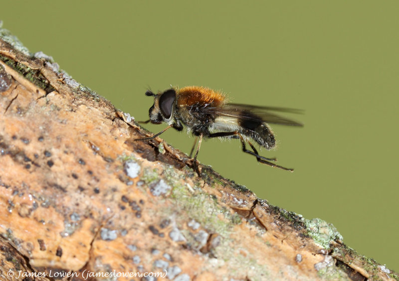 UK other invertebrates
