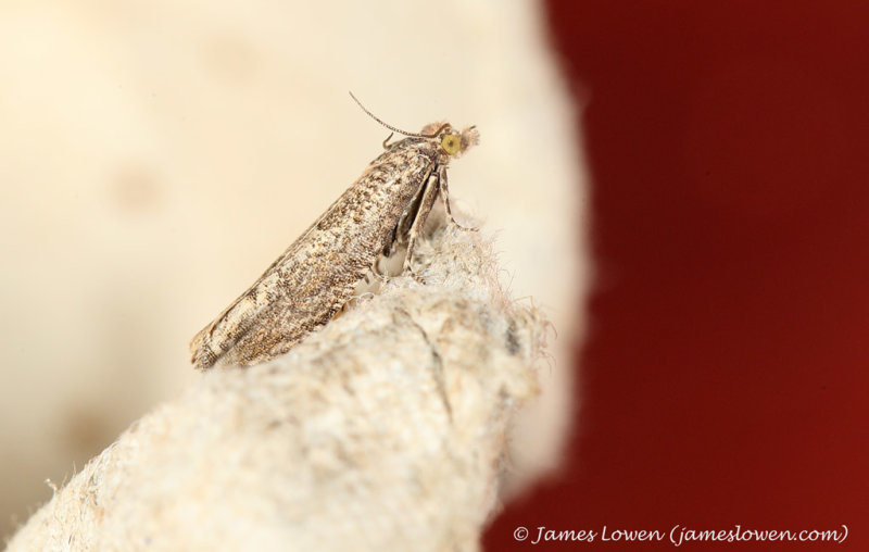 Pelochrista caecimaculana