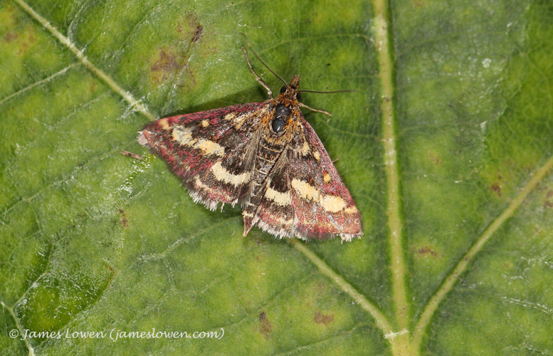 Pyrausta ostrinalis