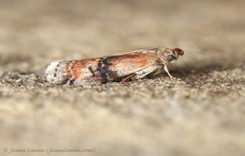 Rhodophaea formosa