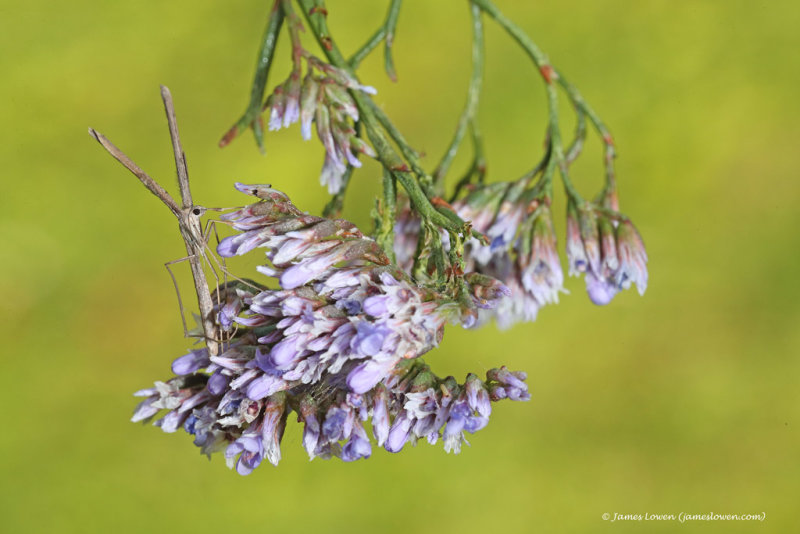 Saltmarsh Plume