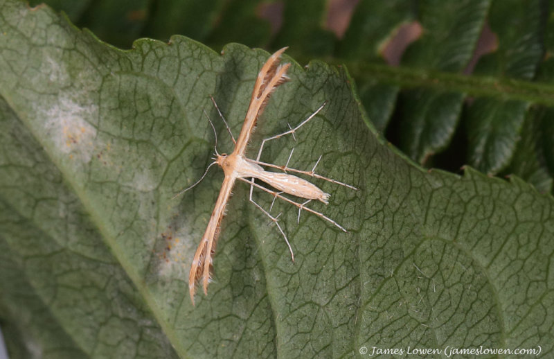 Scarce Light Plume