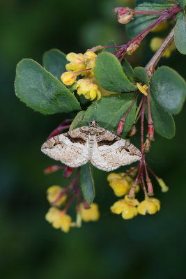 Barberry Carpet