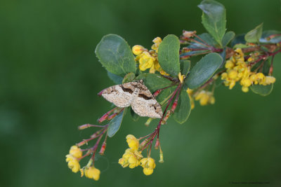 Barberry Carpet