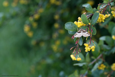 Barberry Carpet