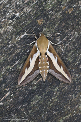 Bedstraw Hawk-moth