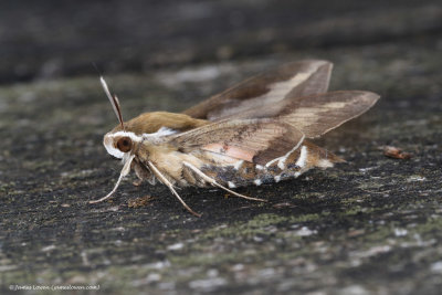 Bedstraw Hawk-moth
