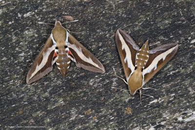  Bedstraw Hawk-moth