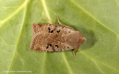 Black-spotted Chestnut