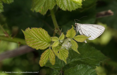 Black-veined-Moth