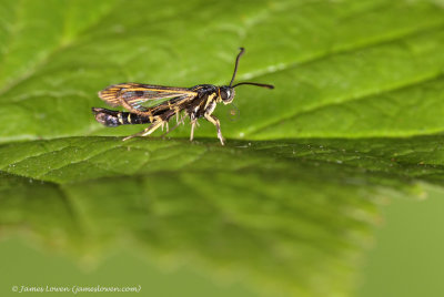 Currant Clearwing