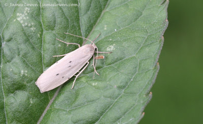 Dotted Footman