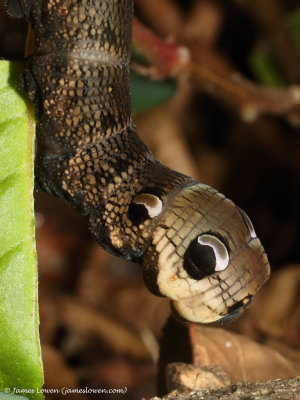 Elephant Hawk-moth, caterpillar