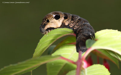 Elephant Hawk-moth, caterpillar