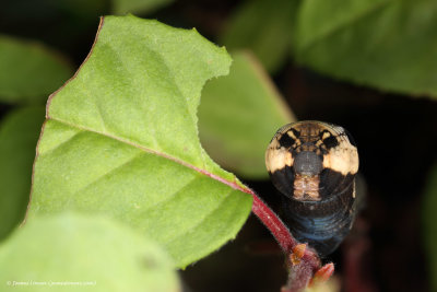 Elephant Hawk-moth, caterpillar