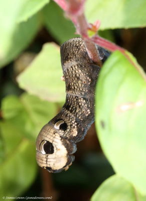 eElephant-Hawk-moth_caterpillar_New-Costessey_James-Lowen_21-08-19_85I0899.jpg