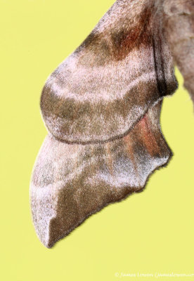 Eyed hawk-moth