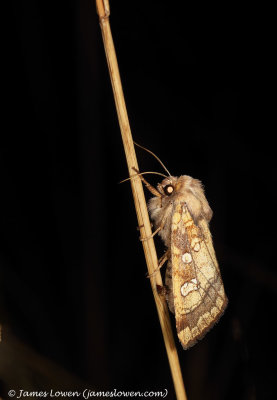 Fisher's Estuarine Moth