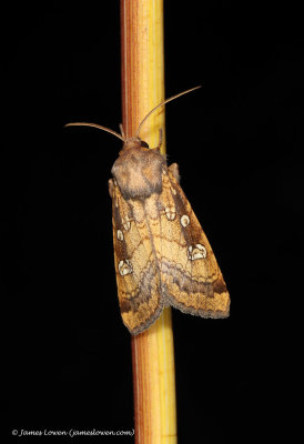 Fisher's Estuarine Moth