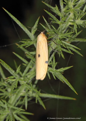 Four-spotted Footman