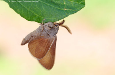 Fox Moth