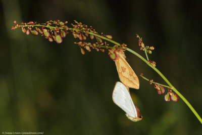 Ghost Moth