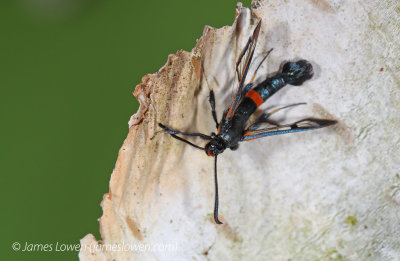 Large Red-belted Clearwing