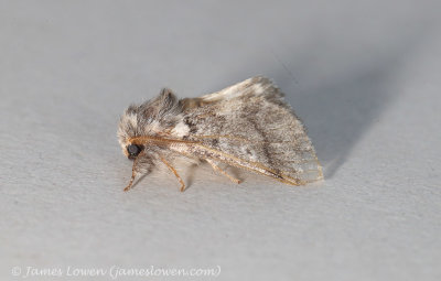 Oak Processionary Moth