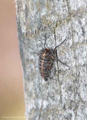 Rannoch Brindled Beauty