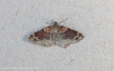 Red-barred twinspot Carpet